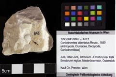 Foto (Objket + Etiketten) von Goniodromites bidentatus (Reuss, 1859) 